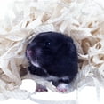 thumbnail image 1 of Small Pet Bedding Cozy Natural Clean Hamster Nesting Pet Supply for Guinea, 1 of 10