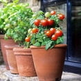 thumbnail image 2 of GSDWIUEW Seeds Indoor Tomato Dwarf in Pot Red Early Heirloom Vegetable for Planting, 2 of 8