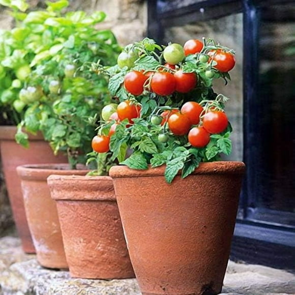 HJADGG 25+ Indoor Tomato Dwarf Bonsai-Vegetable Red
