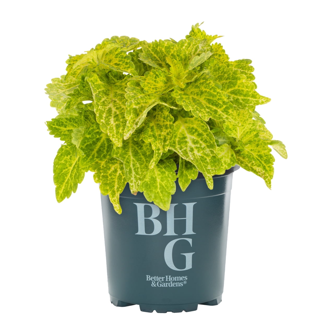 Better Homes & Gardens 2QT Green Coleus Live Annual Plant Shade 3-Pack