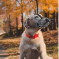 thumbnail image 5 of Dog Muzzle, Muzzle, Basket Muzzle with Adjustable Straps (Size 3,Black), 5 of 5