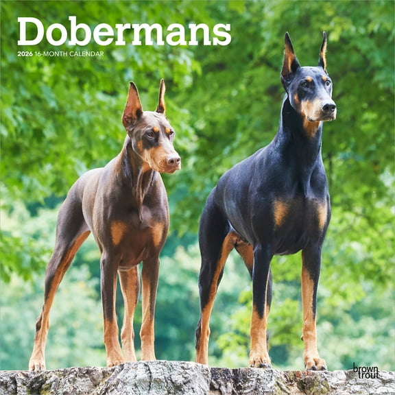 Dobermans | 2026 12x24" (Hanging) Wall Calendar | Plastic-Free | BrownTrout