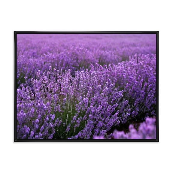 Designart 'Blooming Purple Lavender Meadow' Farmhouse Framed Canvas Wall Art Print