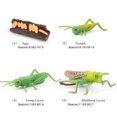thumbnail image 4 of Bewildely 1 Juego de modelo de gusano de pala, Material plástico Premium, figuritas de insectos significativas, modelos de crecimiento educativo temprano Juguetes Educativos langosta tipo 2 NO9 Bewildely FN010083-08, 4 of 6