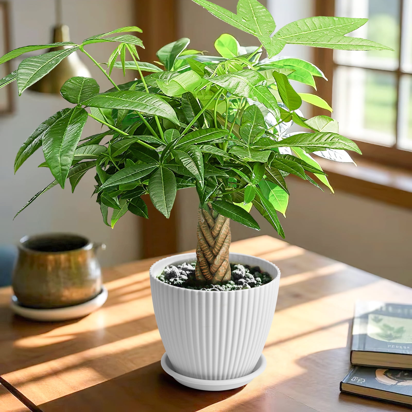 8"-12" Tall Pachira Braided Money Tree, Indoor Live Plants Houseplants Potted, Easy to Care Grow Bonsai Tree