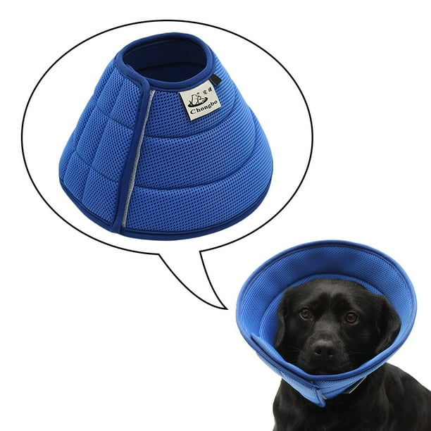 Labrador retriever wearing an Elizabethan collar to prevent