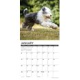 thumbnail image 3 of Just Old English Sheepdogs 2025 12 X 12 Wall Calendar, (Paperback), 3 of 5