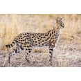 thumbnail image 2 of C. Sink, Jeffrey 14x11 White Modern Wood Framed Museum Art Print Titled - Serval Hunting, 2 of 4