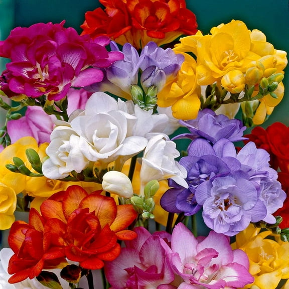 Freesia Mixed Colors Bulbs for Spring Planting - 10 Bulb Mix Pack - Large Healthy Bulbs Ship from Iowa - Great for Container or Outdoor Growing