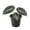 1 Plant, variant on Alocasia Black Velvet - 2 Live Starter Plants - Alocasia Reginula - Thick Textured Silver Veined Decorative Foliage Houseplant