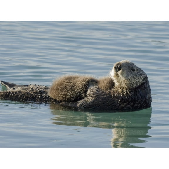 Sea Otter female with pup in Prince William Sound near Cordova Alaska Poster Print