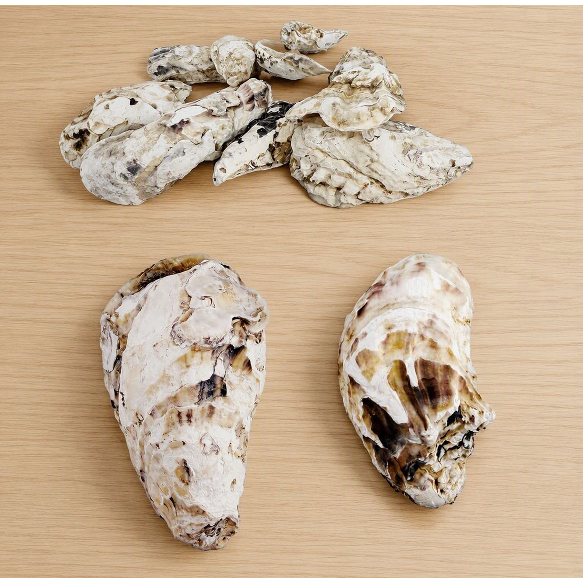 20 5-6 Inch Large Oyster Shells Concave Seashells for Crafts Painting Wedding Decor Vase Fillers Art Projects