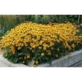 Garden Plant Seed Flower OIF8 Seed Rudbeckia Laciniata Black Or Brown