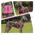 thumbnail image 4 of Pechera Arnés De Seguridad Para Perro Lab.G, Fucsia talla XL, 4 of 5