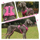 thumbnail image 4 of Pechera Arnés De Seguridad Para Perro Lab.G, Fucsia talla XL, 4 of 5