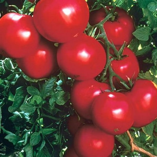 Supersonic Tomato 3 Live Plants 3" Pots Large, Red Fruit