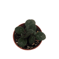 thumbnail image 3 of Frosted Jade Asian Violet - Primulina pseudoyungfuensis - 2.5" Pot - House Plant, 3 of 4