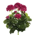 thumbnail image 1 of Purple Geranium Floral Bush - 15.25 in., 1 of 1