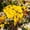 A, variant on Bee Butterflies Watering Station, Standing Bee Feeder for Outside, Bee Bath Feeder with Stakes Butterfly Puddler Garden Yard Deco