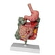 thumbnail image 5 of digestivo humano Modelo de intestino grande CECUM Modelo de PVC Modelo de enseñanza Sturdy Scientific Medical para aula de exhibición, 5 of 10