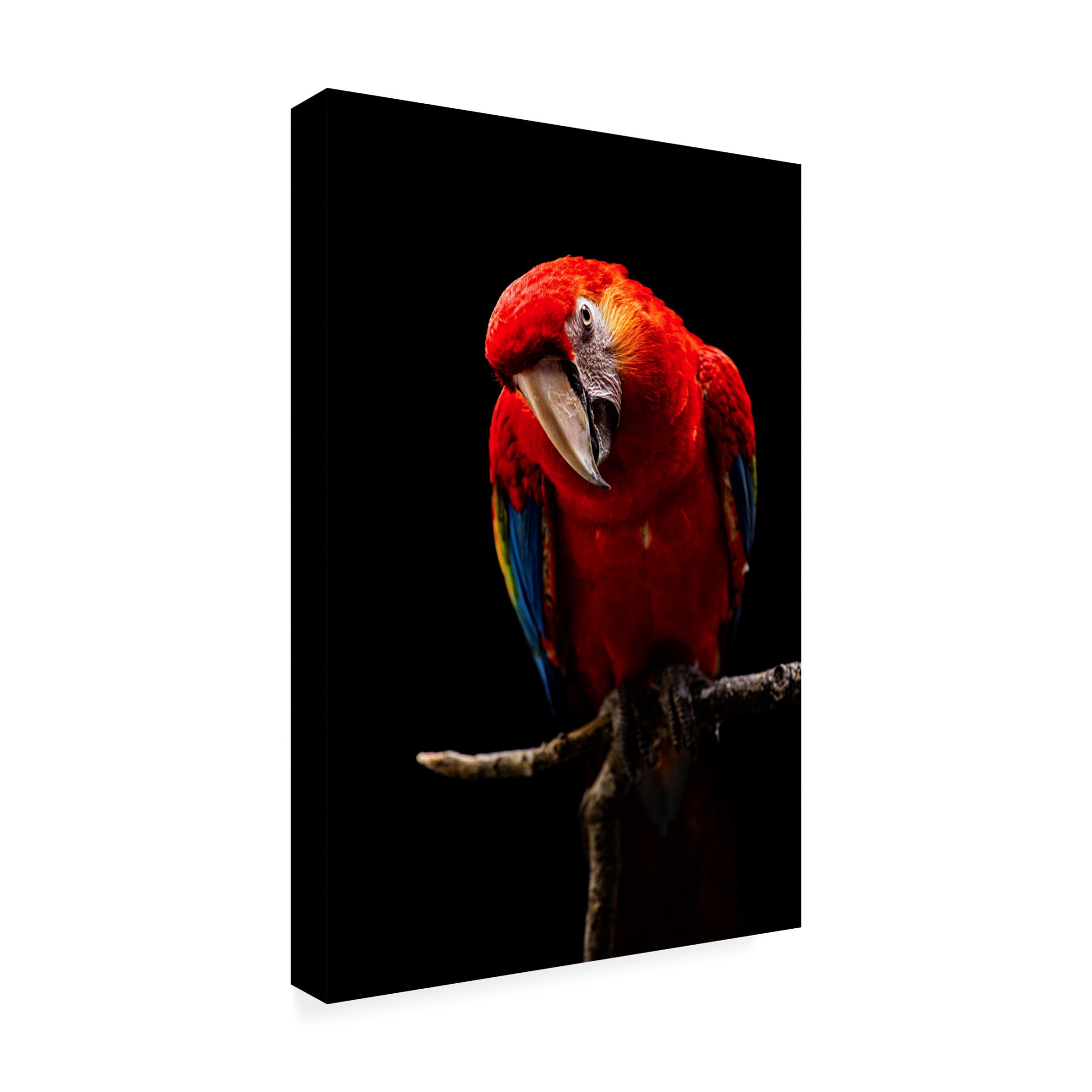 Trademark Fine Art Andi Halil Portrait Of Scarlet Macaw Canvas Wall Art