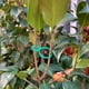 thumbnail image 4 of 50 Piezas Lazos de Clip Giratorios para Plantas Clips de Soporte para Plantas de JardíN Clips para Flores de Vid de Tomate Clips para Plantas 5,9 Cm, 4 of 7