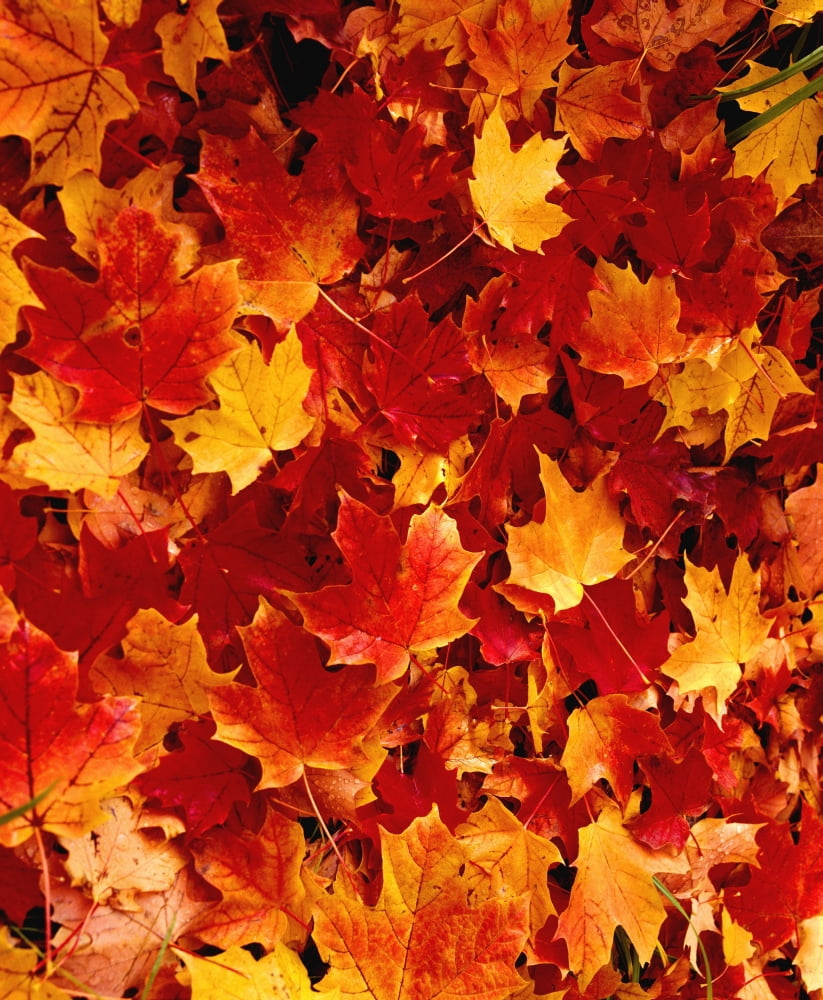 Fallen Maple Leaves