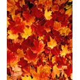 thumbnail image 1 of Fallen Maple Leaves, 1 of 1