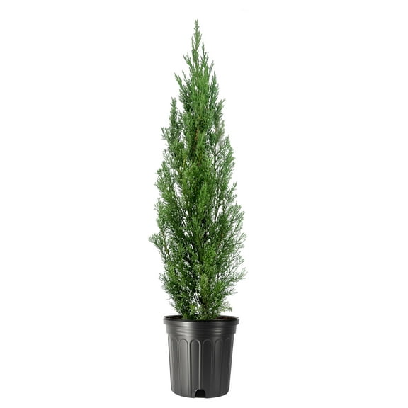 Italian Cypress | 1 Extra Large 3 Gallon Tree | Cupressus sempervirens | Narrow Evergreen Plants | Tall Privacy Landscaping | Upright Ornamental Outdoor Plant