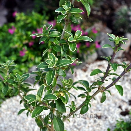 Pink Bonsai - Snowrose Bonsai Tree Form, Pink Mountain, Serissa foetida