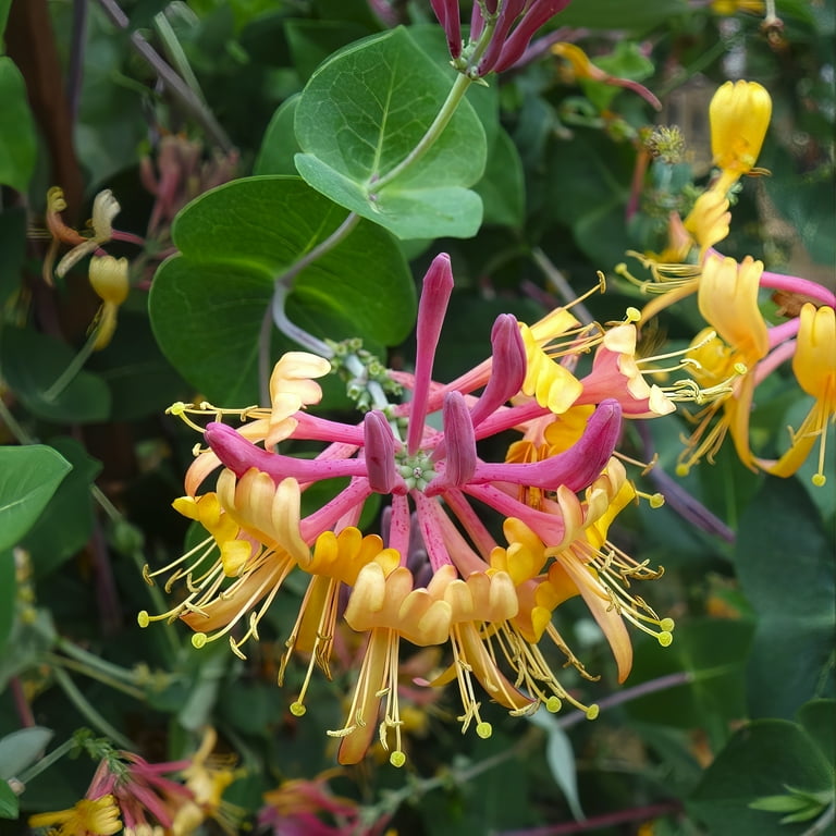 National Plant Network 4 in. Honeysuckle Peaches and Cream (3-Pack