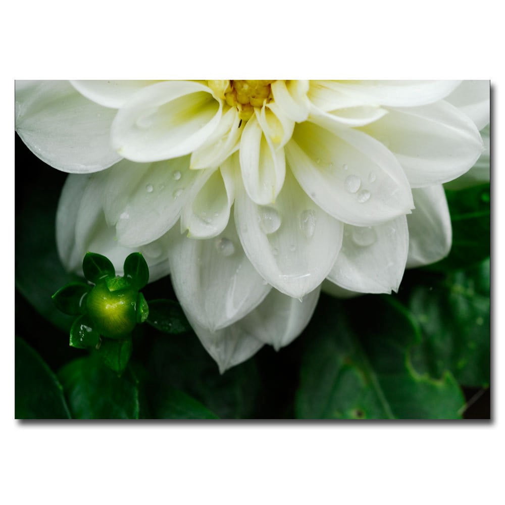 Trademark Fine Art "White Dahlia" Canvas Art by Kurt Shaffer