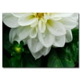 thumbnail image 2 of Trademark Fine Art "White Dahlia" Canvas Art by Kurt Shaffer, 2 of 2