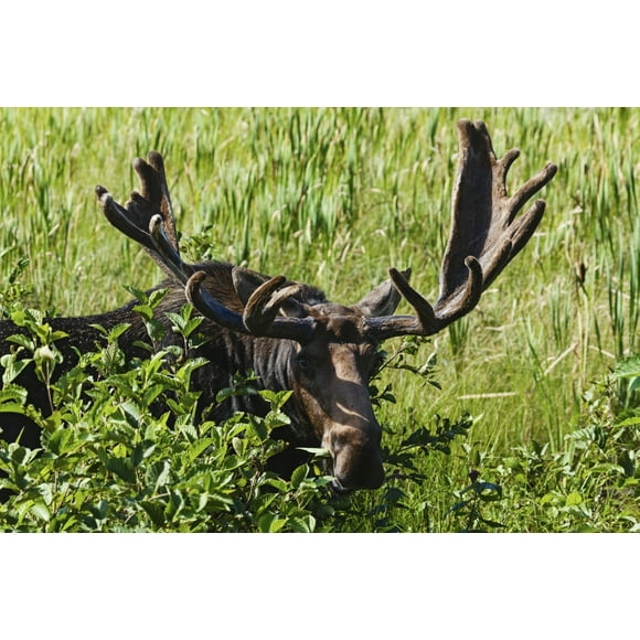 Moose near Lake Opeongo, Algonquin Provincial Park; Ontario, Canada Poster Print (19 x 12)