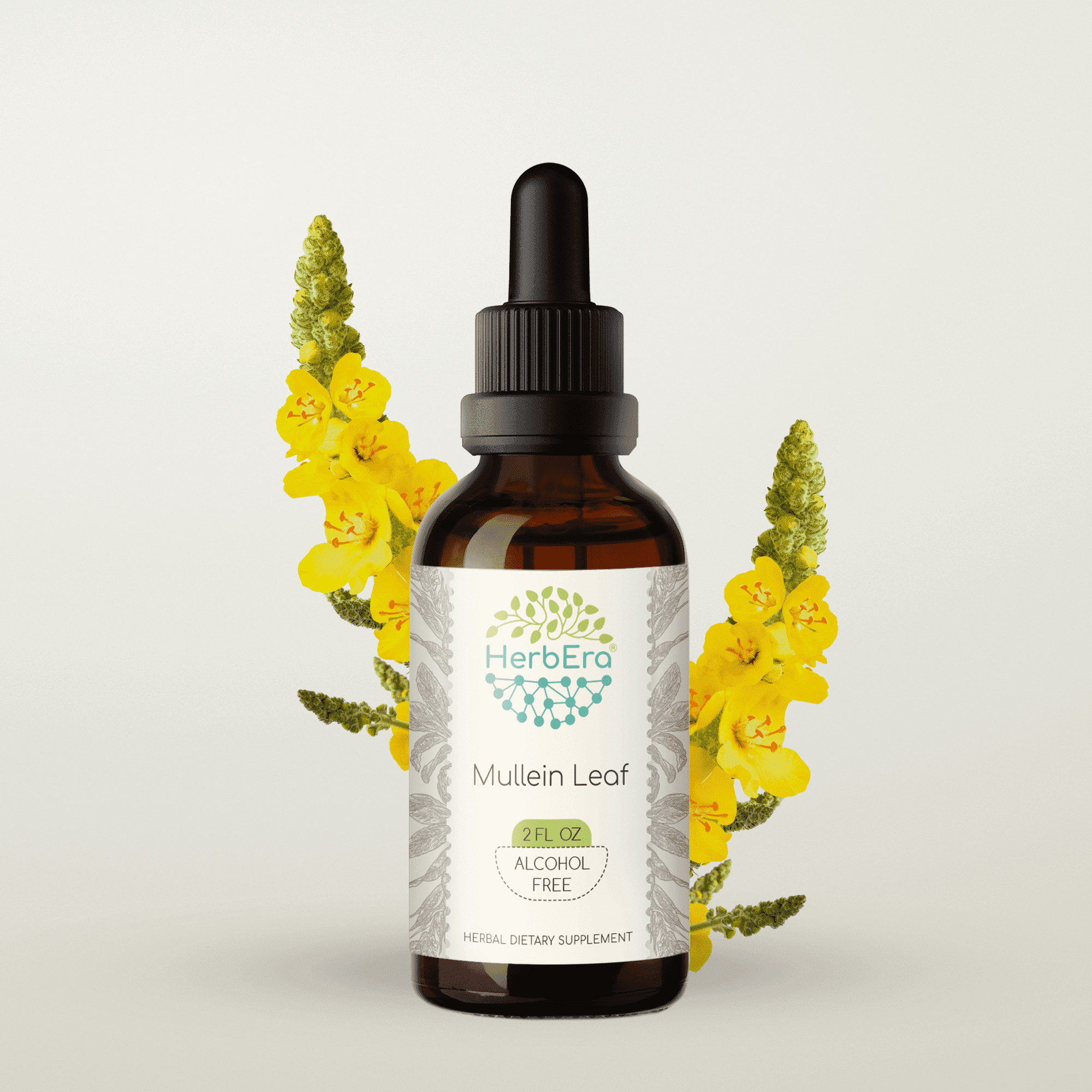HerbEra Mullein Leaf Tincture, Herbal Dietary Supplement for Respiratory Support, Mullein (Verbascum Thapsus) Dried Leaf Extract, Natural, Alcohol-Free, Drops 2 oz