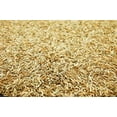thumbnail image 3 of ProTurf Perennial Ryegrass Fine Lawn Seed by Eretz 1lb - CHOOSE SIZE! Premium Willamette Valley, Oregon Grown Grass Seed, 3 of 5