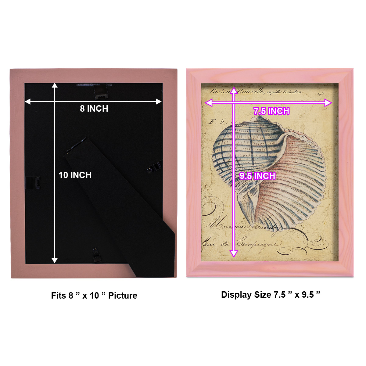 Seashell Ephemera V - Framed Print w/glass - Sunset Pink
