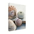 thumbnail image 2 of Elena Ray 'Shell Portrait VII' Canvas Art, 2 of 3