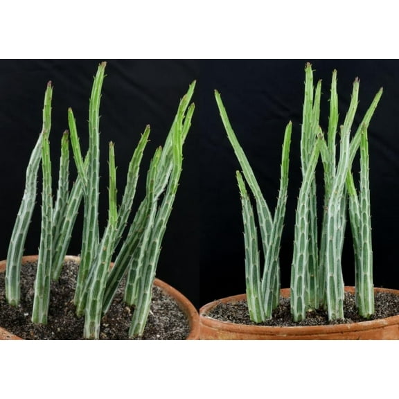 20 Pickle Plant Seeds for Planting - Candlestick Plant, Kleinia colorata