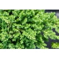 thumbnail image 3 of 2 Gallon Dwarf Japanese Garden Juniper Shrub, 3 of 5