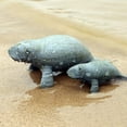 thumbnail image 6 of Ksopiavobs Little Manatee Figures - Realistic Animal Figures Pretend Play Toy - Learning Educational Toy Christmas Birthday Gift Cake Topper Teacher Rewards for Kids Children, 6 of 6