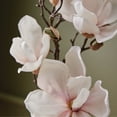 thumbnail image 2 of Relleno de gel de manos con tomillo, ligeramente perfumado, magnolia y sauce, 725 ml, 2 of 6