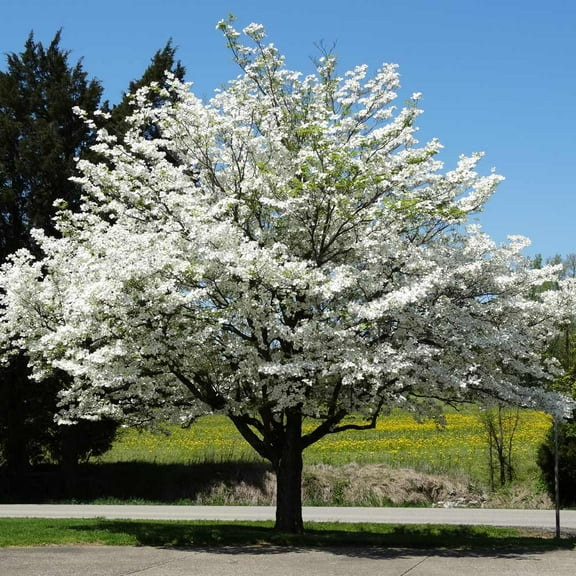 Brighter Blooms - White Dogwood, 2-3 ft. - No Shipping to AK, AZ, FL, HI