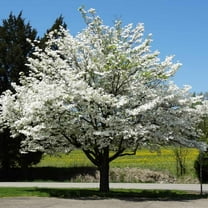 Brighter Blooms - White Dogwood, 3-4 ft. - No Shipping to AK, AZ, FL, HI