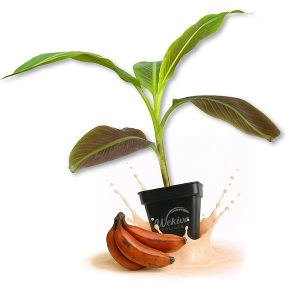 Sumatrana Banana Tree - 1 Live Plant in a 3 Inch Growers Pot - Musa Acuminata Zebrina - Stunning Foliage Nonedible Ornamental Tree for The Patio and Garden