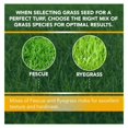 Contractors Choice Grass Seed Premium Grass Seeds for Lawn Ideal