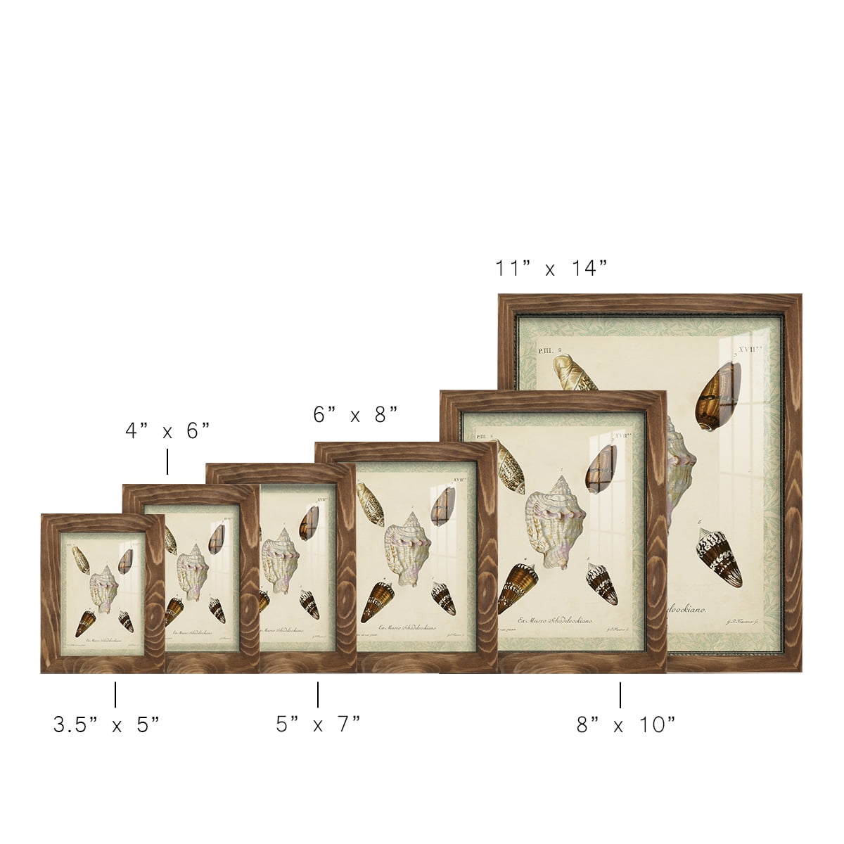 Bookplate Shells IV - Framed Print w/glass - Walnut