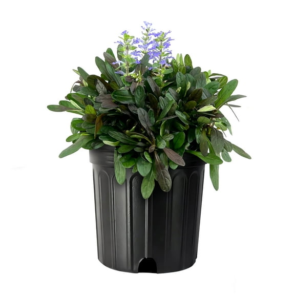 Ajuga Chocolate Chip | 1 Large Gallon Size Plant | Ajuga reptans | Ground Cover Perennial | Pathways and Gardens | Blue Flowers