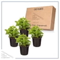 thumbnail image 4 of Live Aromatic and Edible Herb - Lemon Balm (4 Per Pack), Naturally Reduces Stress and Improves Air Quality, 8" Tall by 4" Wide in 1 Pint Pot, 4 of 7