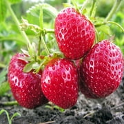 Albion Everbearing 10 Live Strawberry Plants, NON GMO,